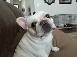 September 2013 Frenchie of the Month Contest ~ENTER HERE~
