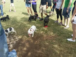 French Bulldog M&G