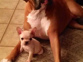 February 2014 ~ Frenchie of the Month Contest ~ ENTER HERE ~