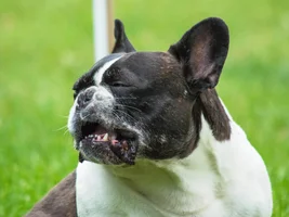 Wally's many grass eating faces