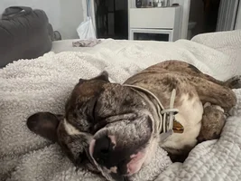 Bronx in lazy mode 😴