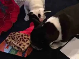 2015 Secret Santa Paws Sharing Thread