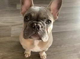 Possibly getting a second Frenchie today