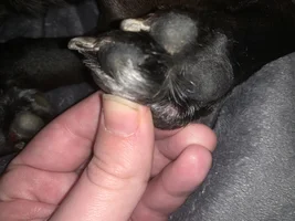 Scabs in ear