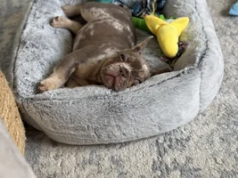 About to be new frenchie parents