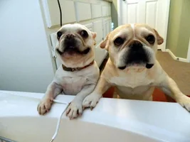 Getting jealous of my solo bath time...