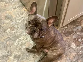 PLEASE VOTE!!  Frenchie of the Month Turkey Leg Contest