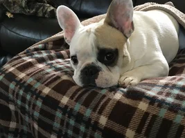 4 PAW MEMBERS!!! Please VOTE for your favorite LAZY Frenchies!
