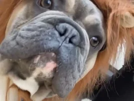 ~ENTER HERE~ October Frenchie of the Month "Toofs & Fangs"