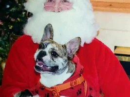 ~ENTER HERE~ December Frenchie of the Month Contest ~ Holly Jolly Frenchies
