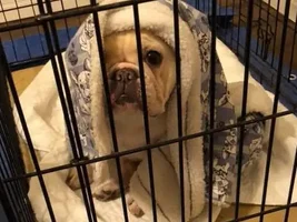 4 PAW MEMBERS!!  Please VOTE for your favorite FROZEN FRENCHIES!