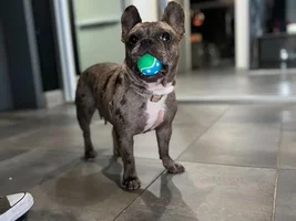HEY NEW MOM TO A 2 YEAR OLD FRENCHIE AND I AM SO IN LOVE BUT ALSO SO OVERWHELMED