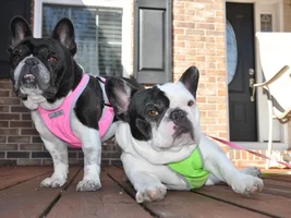 4 PAW MEMBERS!!!  Please vote for the Summertime Frenchies!