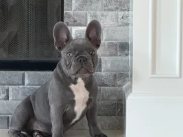 19 week old puppy - urinalysis scare and other health questions