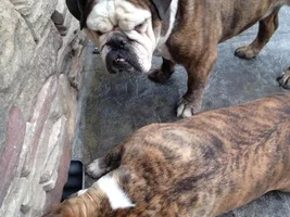 Buster Tries To Catch A Mouse!