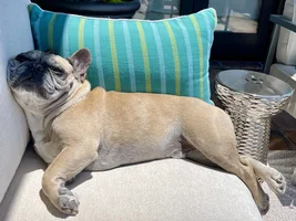 ~ENTER HERE~ August Frenchie of the Month "LAZY FRENCHIES"