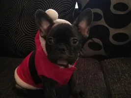 ~ENTER HERE~ January Frenchie of the Month ~ FROZEN FRENCHIES!