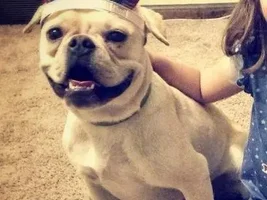 ~Sarge~French Bulldog Available for Adoption in Nebraska