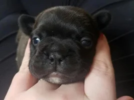 Walleyed puppies