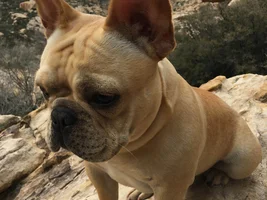 4 PAW MEMBERS!!!!   Please vote for your favorite FRENCHIE FACES!