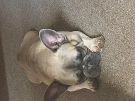 ~ENTER HERE~ August Frenchie of the Month "Sleepy Frenchies"