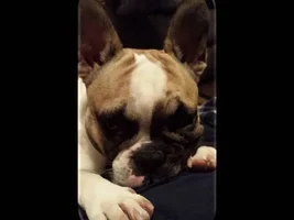 4 Paw Members VOTE!  August Frenchie of the Month