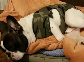 Where do your frenchies sleep?