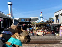 Sightseeing Frenchies