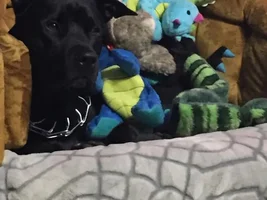 Meet Truman!