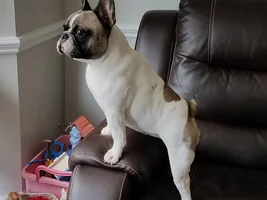 Wondering if my Frenchie's weight is okay