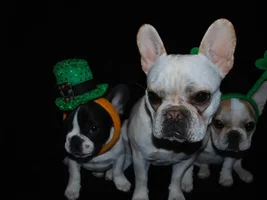 Happy St. Patrick's Day!!!