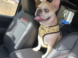 ~ENTER HERE~ April 2019 Frenchie of the Month "SMILING FRENCHIES"