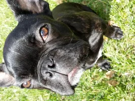 Cherry Eye?