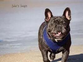 ENTER HERE ~ Sept 2015 Frenchie of the Month ~ Frenchie-Tude