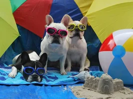 4 Paw Members, PlEaSe VoTE for your favorite Summer Frenchies!