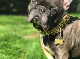 New Frenchie Lover in da house!