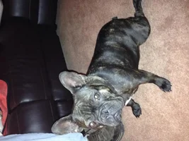 ENTER HERE ~ November Frenchie of the Month ~ Turkey Leg Contest