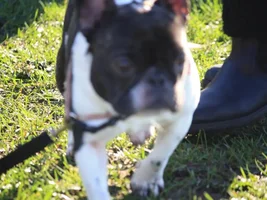 Chance had his first bully meet up