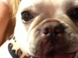 ~Pearl~French Bulldog Available for Adoption in Arizona