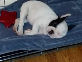 Cortana Banana nap