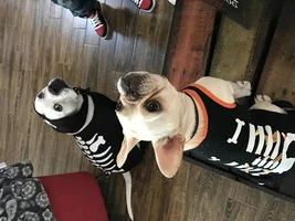 ~ENTER HERE~ Frenchie of the Month Contest ~ It's October!