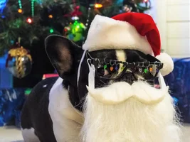 4 PAW MEMBERS!!! Please VOTE for your HOLLY JOLLY Frenchies!!
