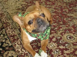 2015 Secret Santa Paws Sharing Thread
