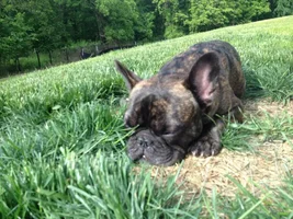 Frenchie Butt!
