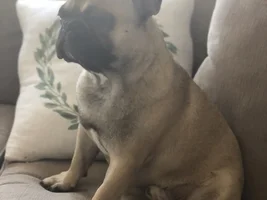 ~ENTER HERE~ November Frenchie of the Month "TURKEY LEG" Contest