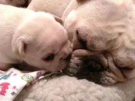 4 Paw Members, Please vote for June Frenchie of the Month!