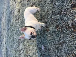 ~ENTER HERE~ January 2017 Frenchie of the Month ~ Frozen Frenchies!