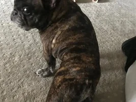 4 PAW MEMBERS!!!  Please VOTE for your favorite Frenchie with Frenchi-tude!