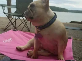 4 Paw Members, Please VOTE NOW!  Turkey Leg contest