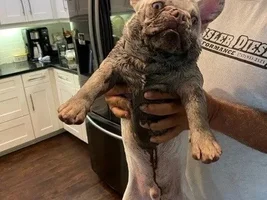 High energy 9 month old Frenchie